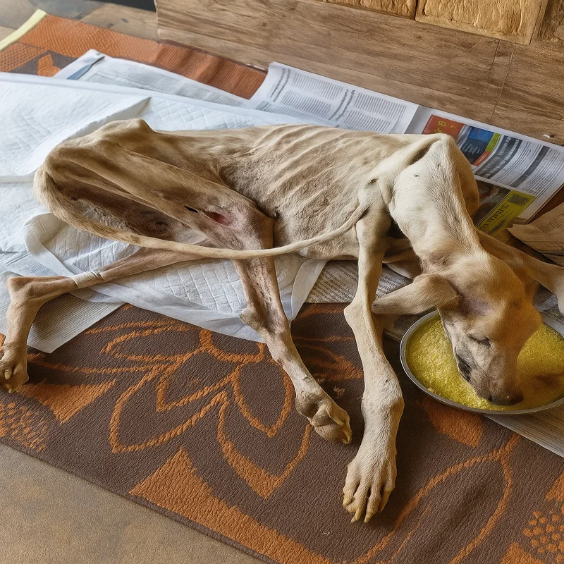 Cães e gatos resgatados